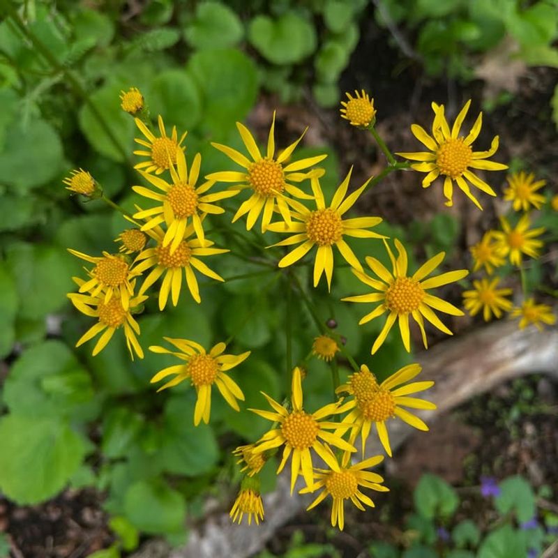 Golden Ragwort That Thrives In Damp Shade