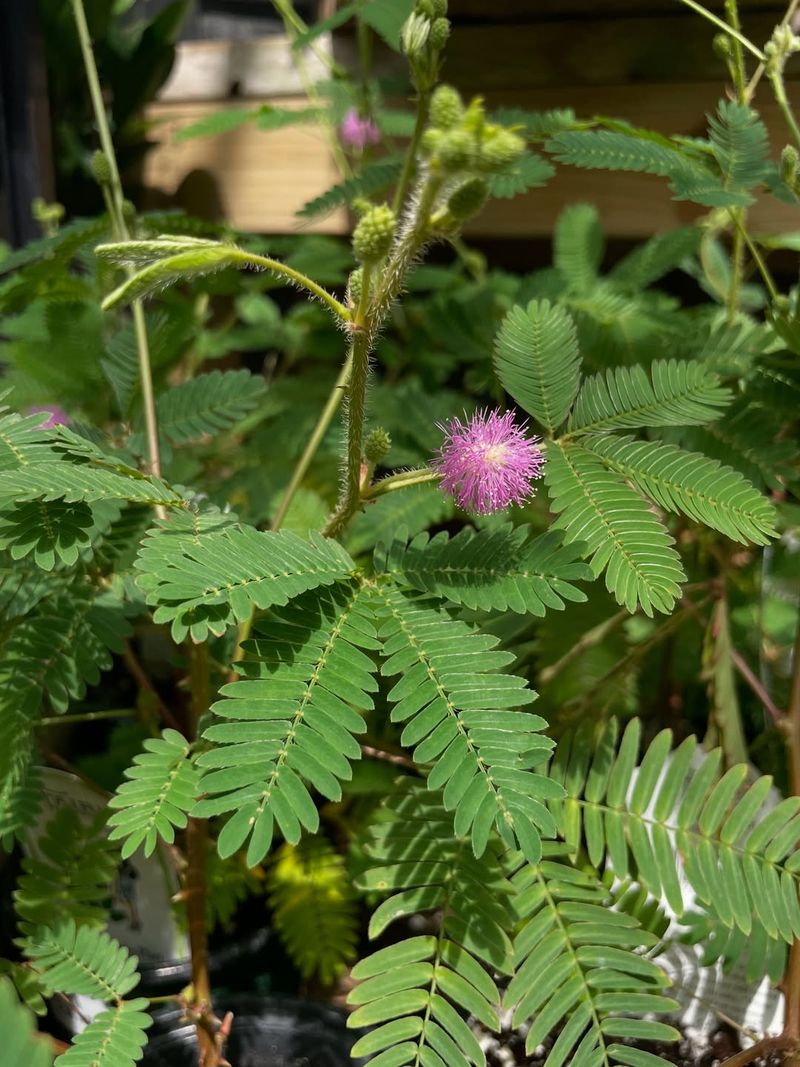 Sensitive Plant (Mimosa Pudica)