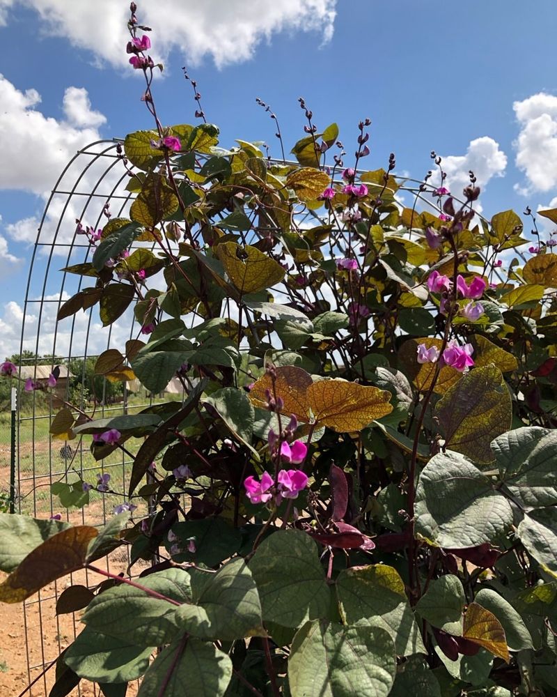 Hyacinth Bean Vine Covers Fences In One Warm Season
