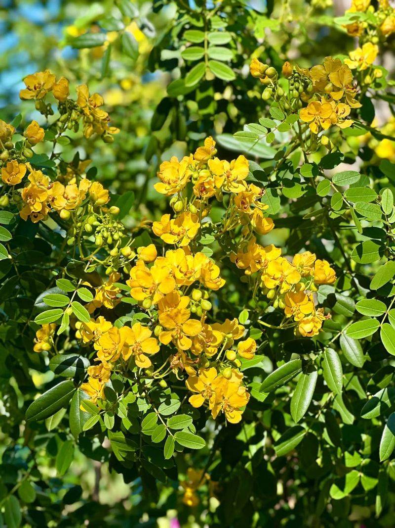 Senna Lights Up The Garden For Sulphur Butterflies