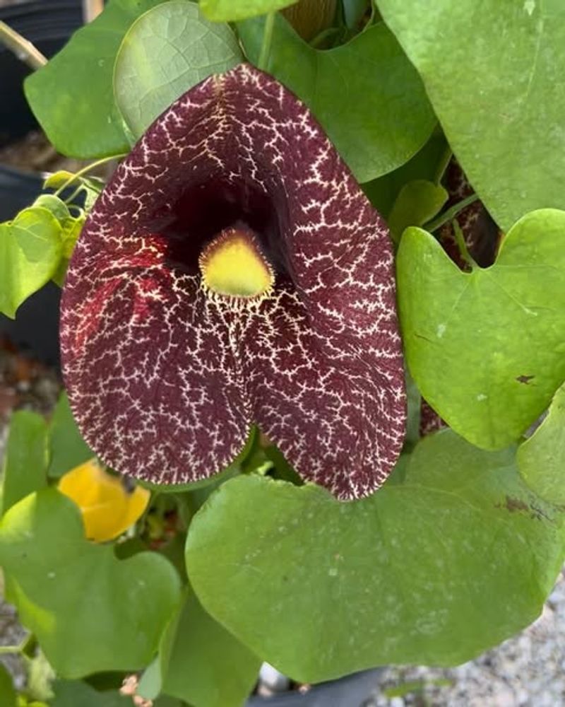 Pipevine Supports Pipevine Swallowtail Butterflies