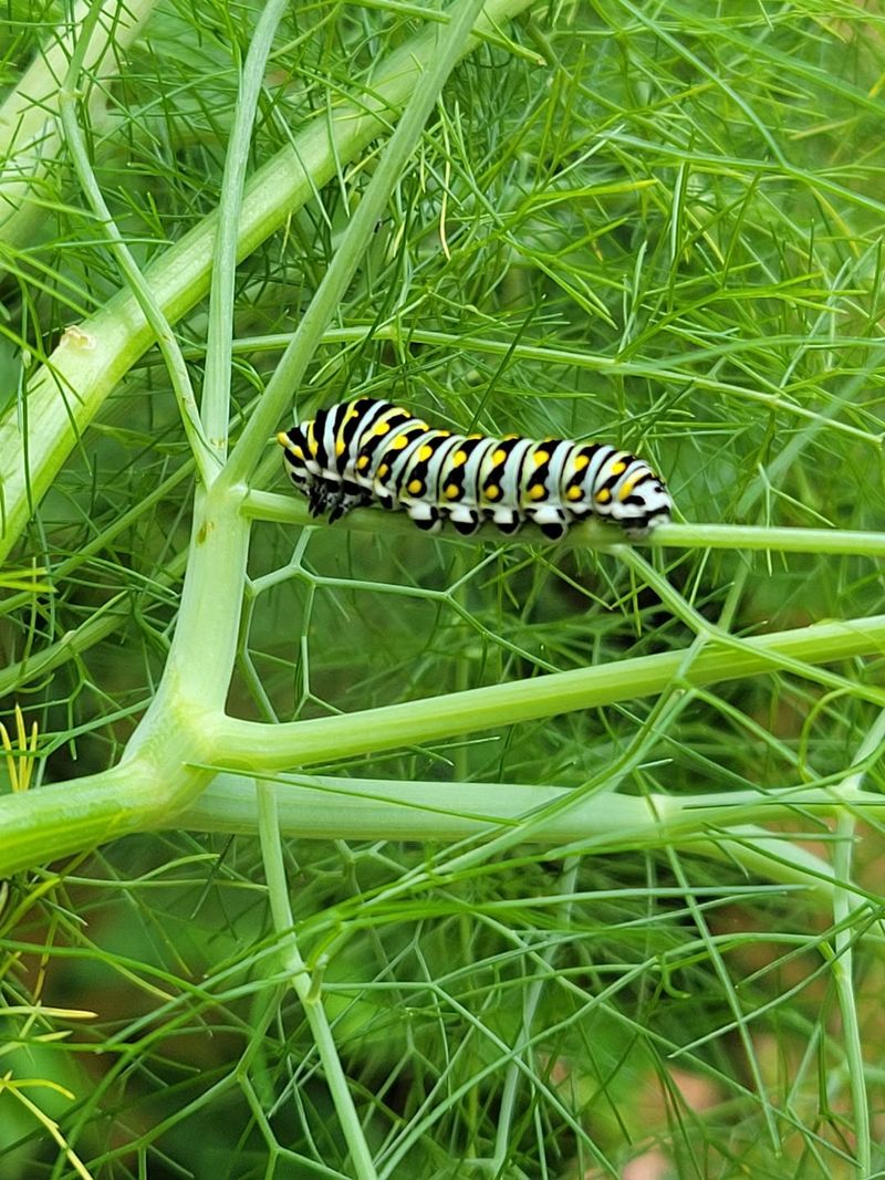 Parsley And Dill Welcome Black Swallowtails