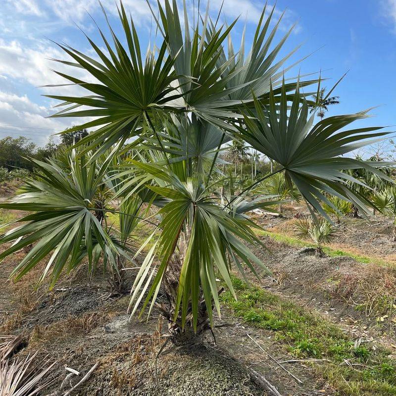 Silver Thatch Palm Excels In Harsh Coastal Conditions