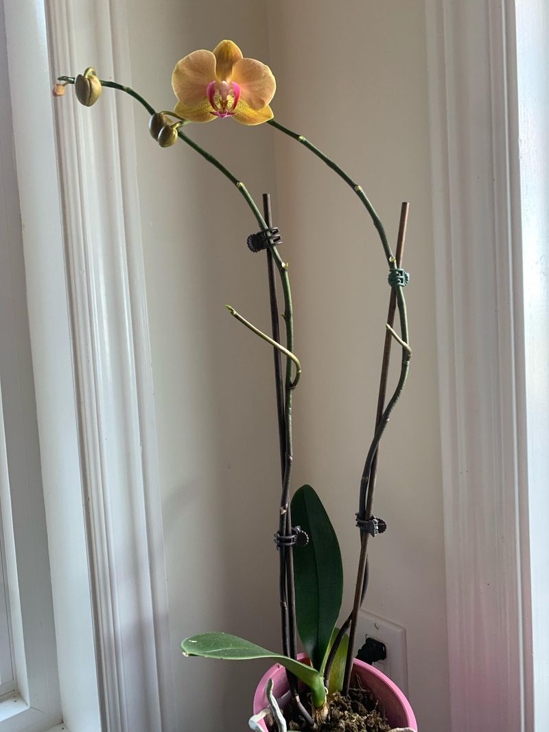 Stake Flower Spikes Before They Snap