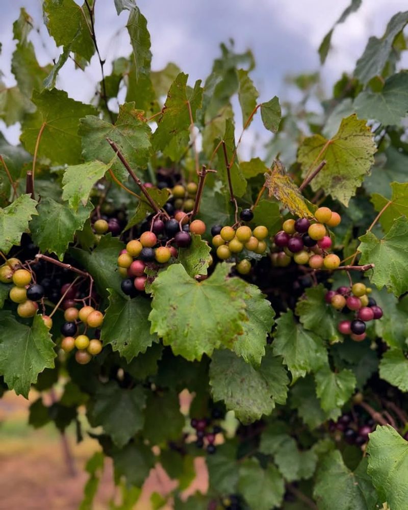 Muscadine Grape (Vitis Rotundifolia)