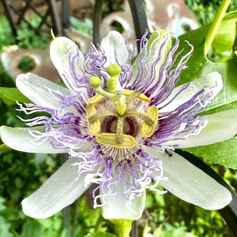 Passionflower Vine Supports Gulf Fritillary Butterflies