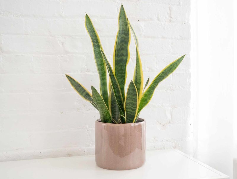 Snake Plant 