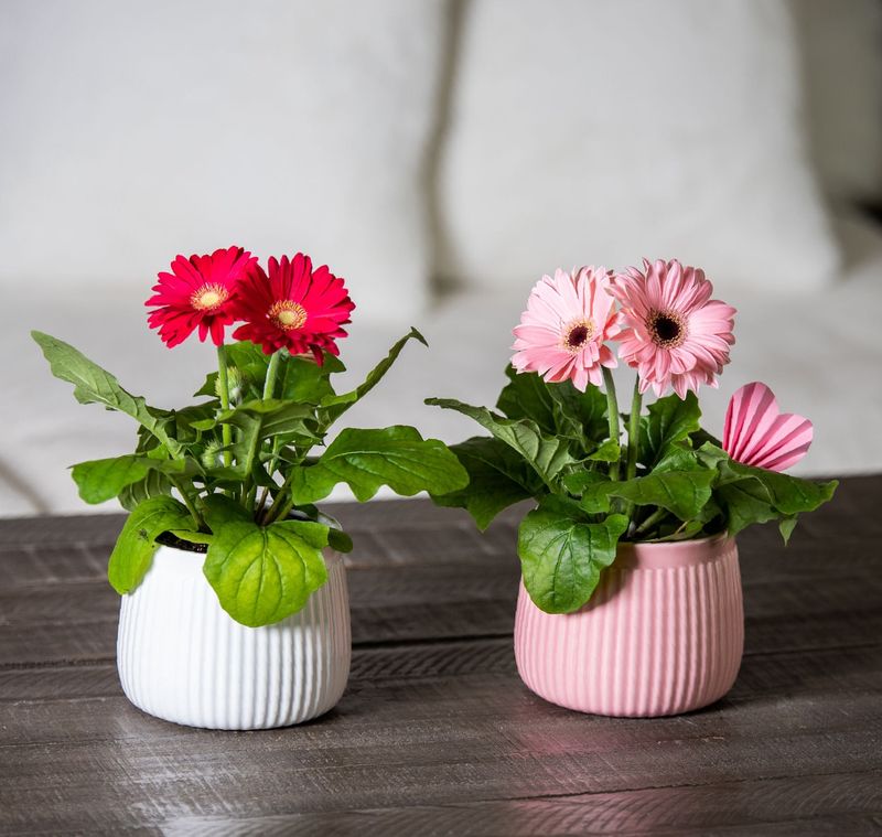 Gerbera Daisies Bring Sunny Cheerfulness Indoors