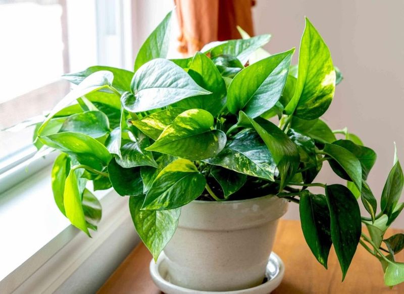 Pothos Adds Easy Green Comfort To Any Room
