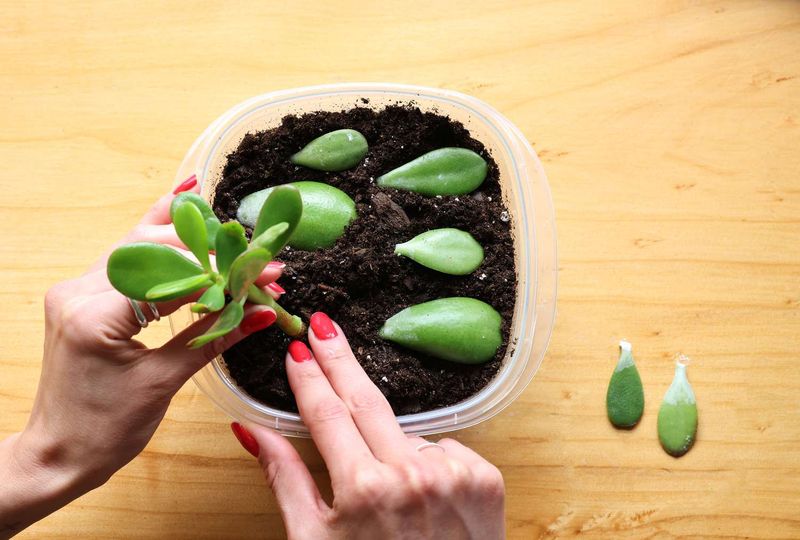 Jade Plant Roots Easily From Leaf Or Stem Cuttings