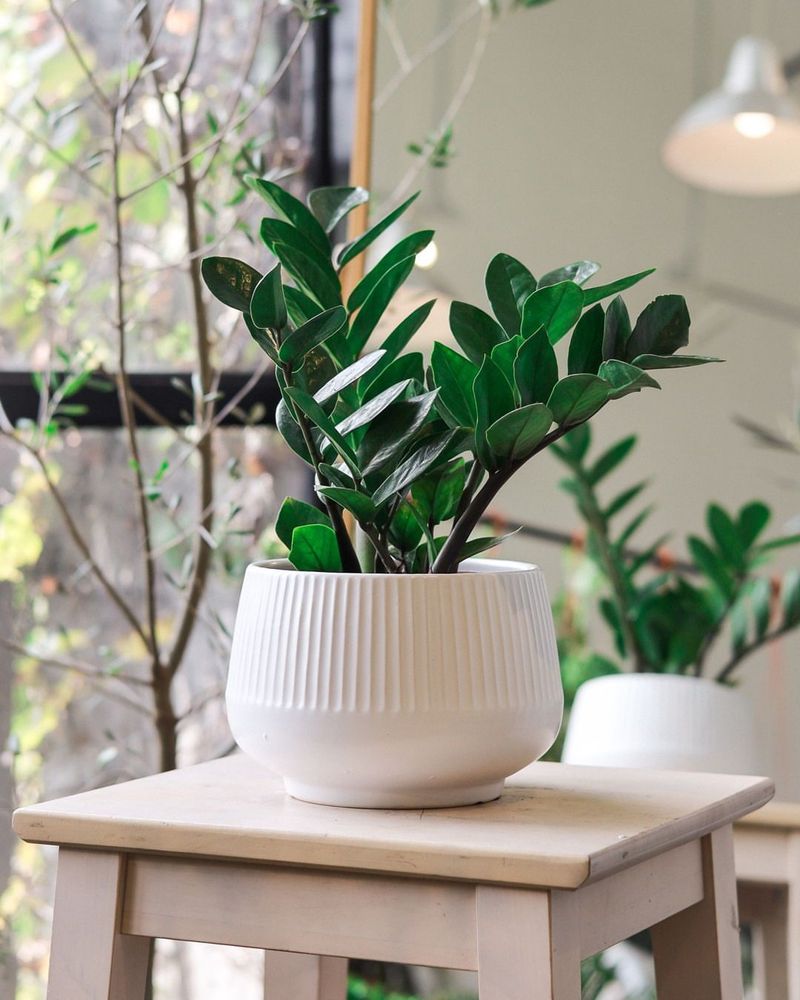 ZZ Plant (Zamioculcas Zamiifolia)