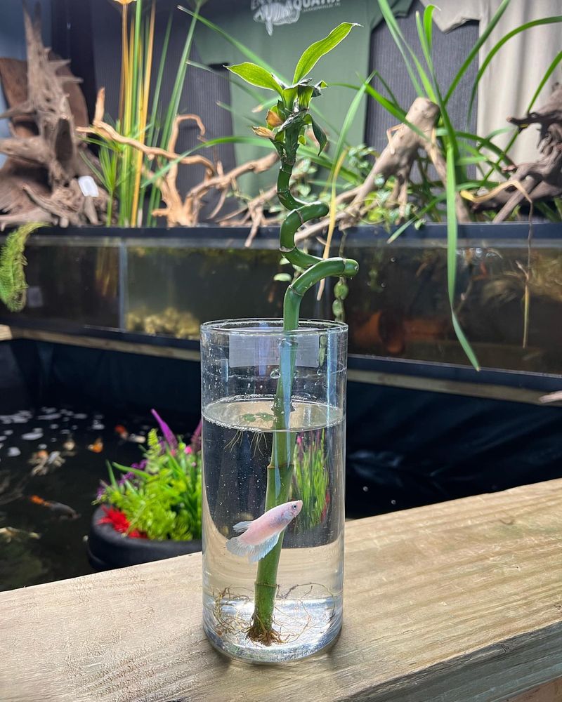 Lucky Bamboo (Dracaena Sanderiana)