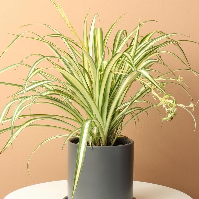 Spider Plant That Grows Easily And Feels Light And Lively