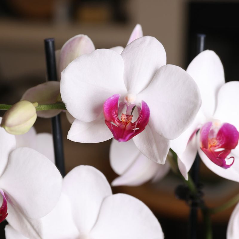 Orchid: Beauty That Can Fade Quickly