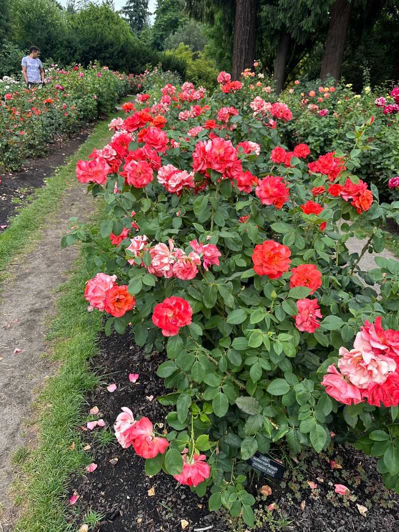 Don't Miss The Rose Garden