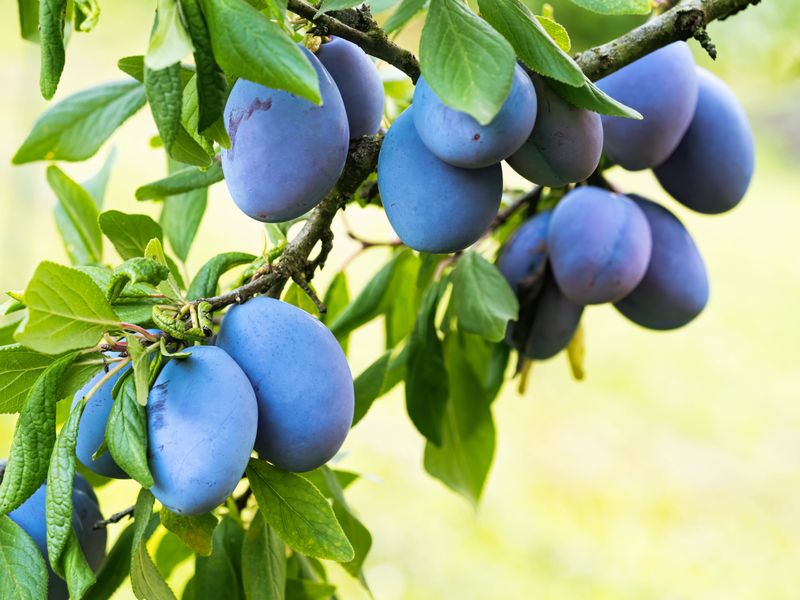 Italian Plum / Prune (Prunus domestica)