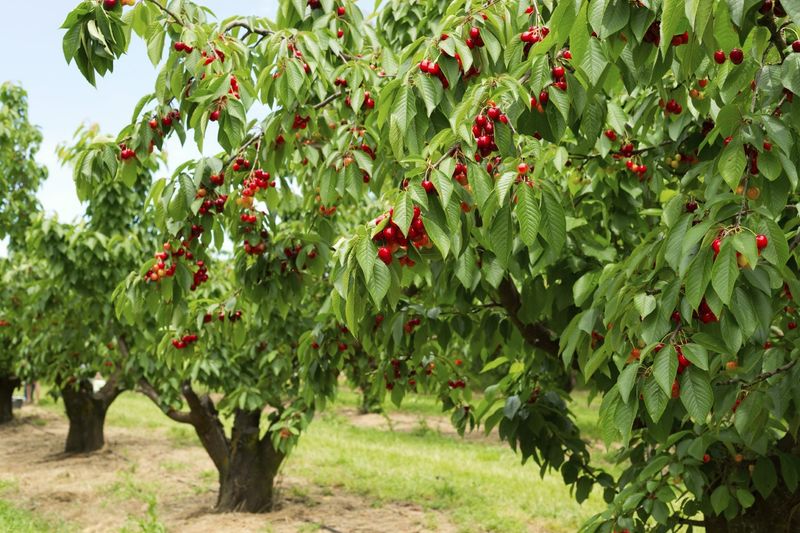 Cherry Tree (Sweet And Tart)