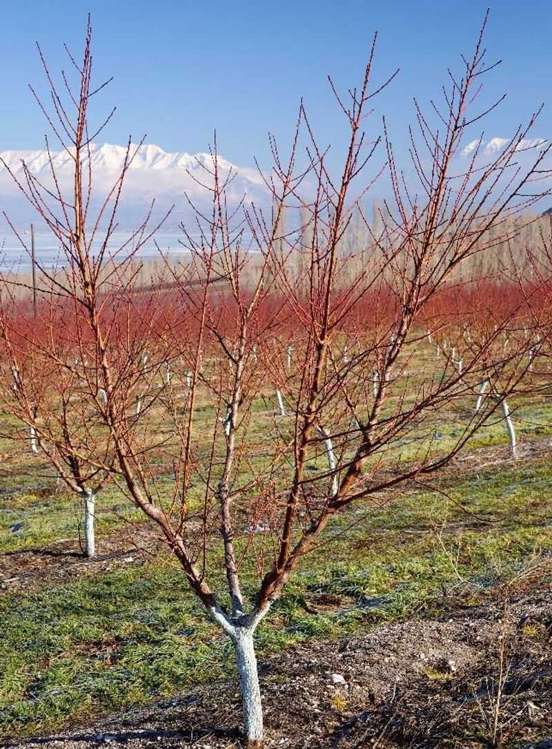 Plum Trees Benefit From Preventive Care