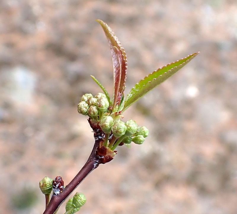Sweet Cherries Spray Now Snack Later