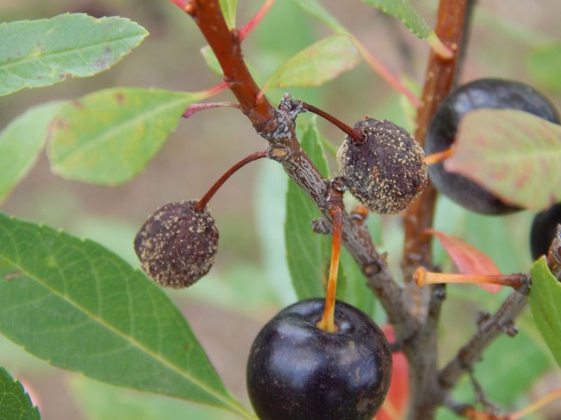 Cherry Trees Need Protection From Brown Rot