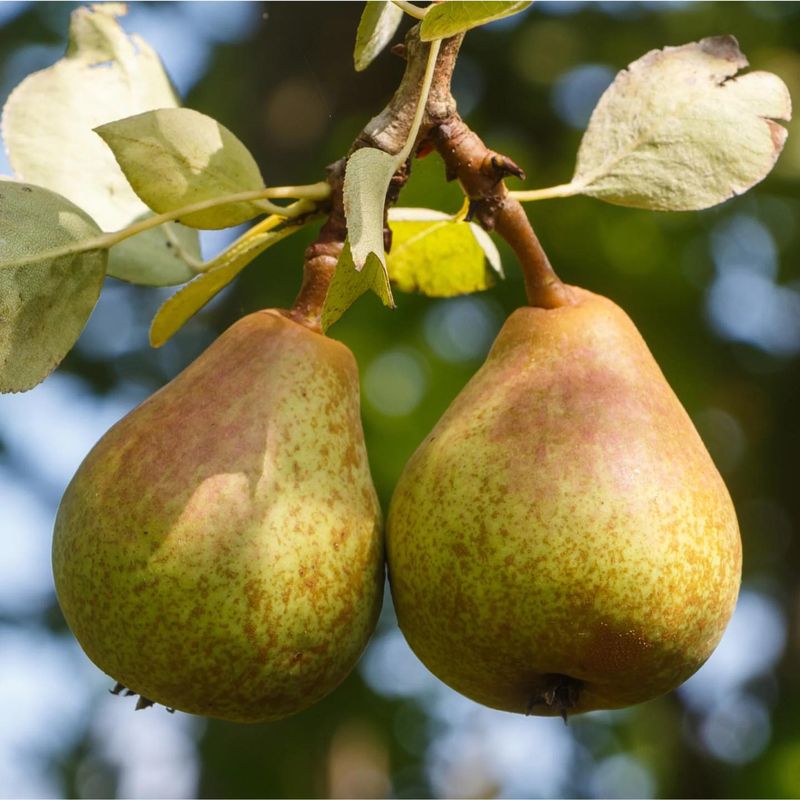 Pears Are Reliable And Cold Hardy Choices