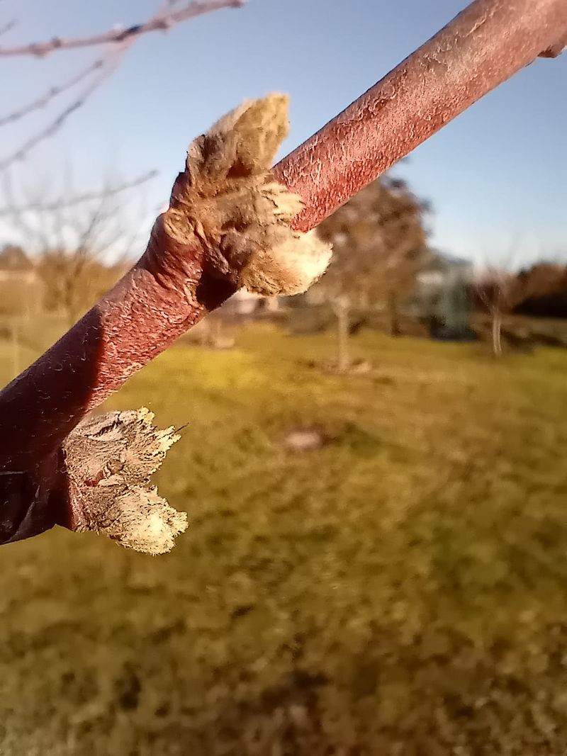 Peach Trees Need Pre Spring Defense