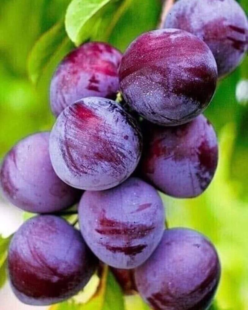 Plum / Prune (Prunus domestica)