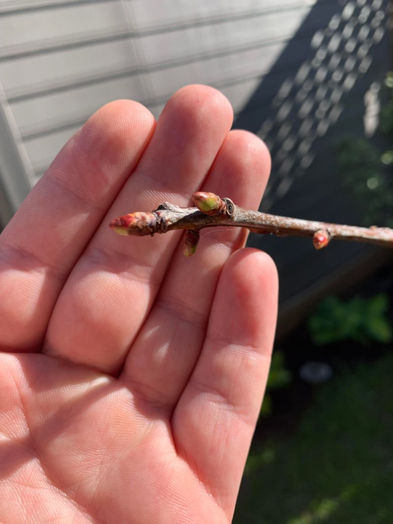 Sweet cherry (Prunus avium)