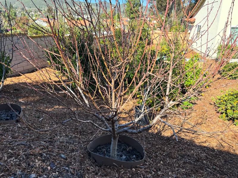 Peach Trees Require Early Sprays To Prevent Leaf Curl In Arizona
