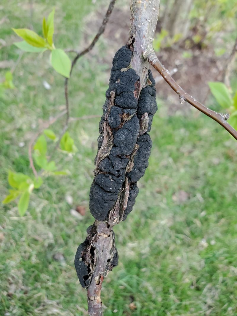 Plum Trees Fight Black Knot With Dormant Sprays