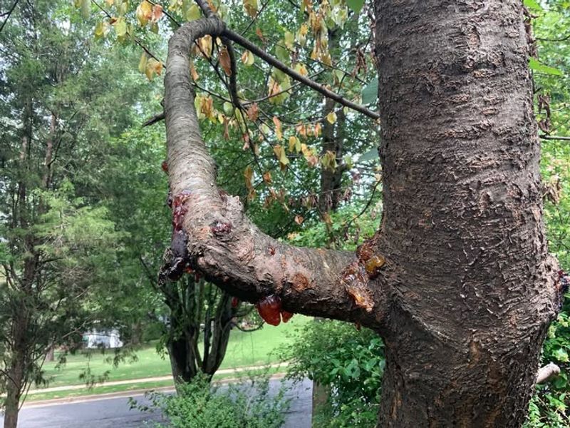 Cherry Trees Need Scale Management