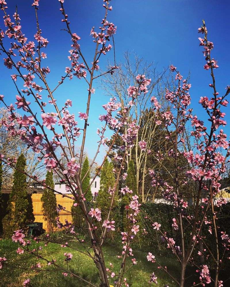 Peach Trees (Prunus persica)