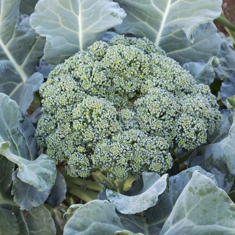 Broccoli