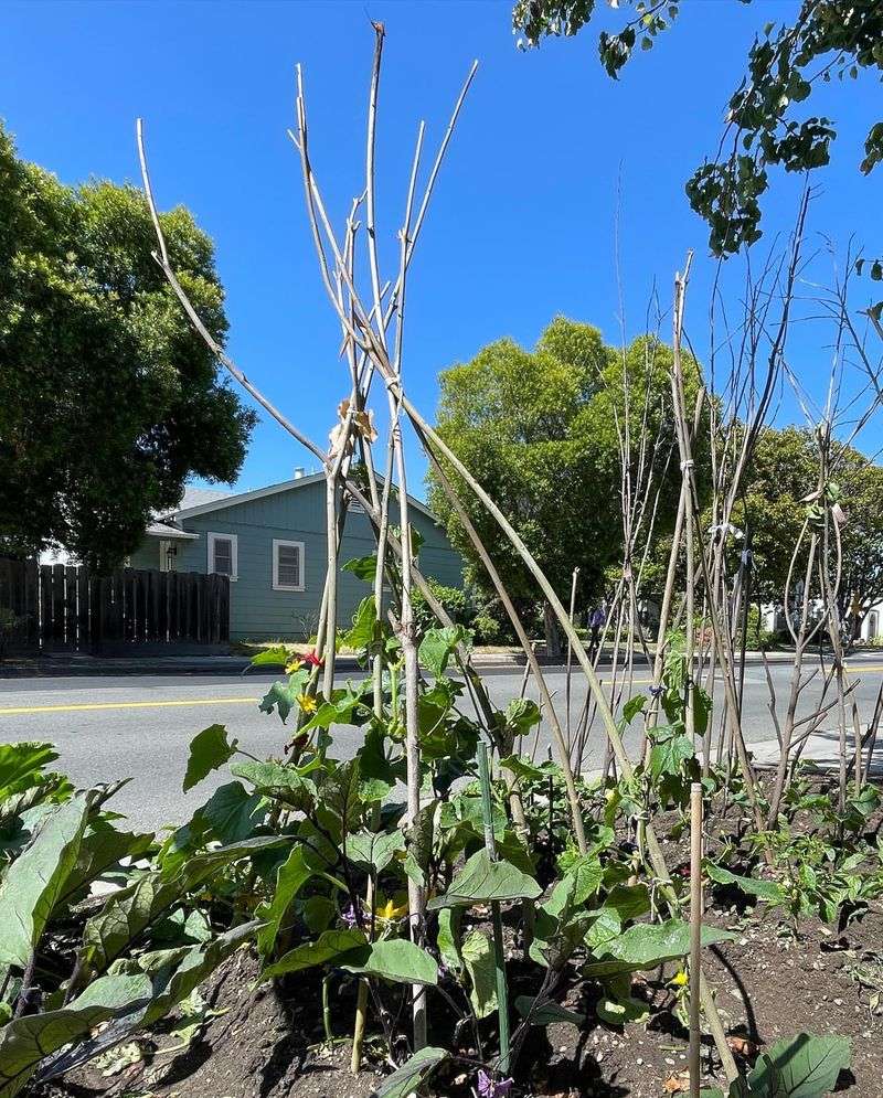 Tall Tomatoes And Pole Beans Share Space When Given Room