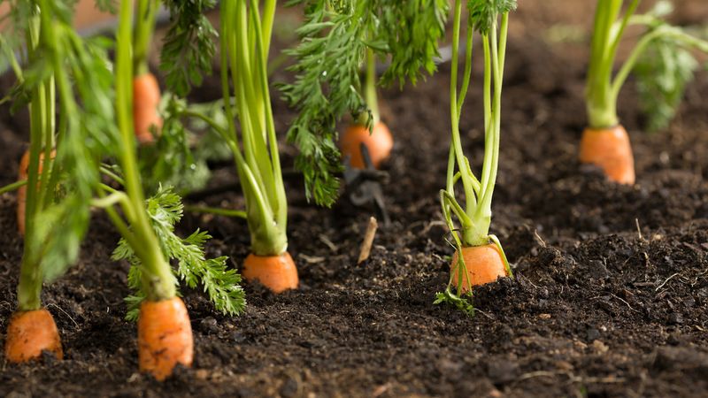 Carrots Germinate Well In Cool Soil
