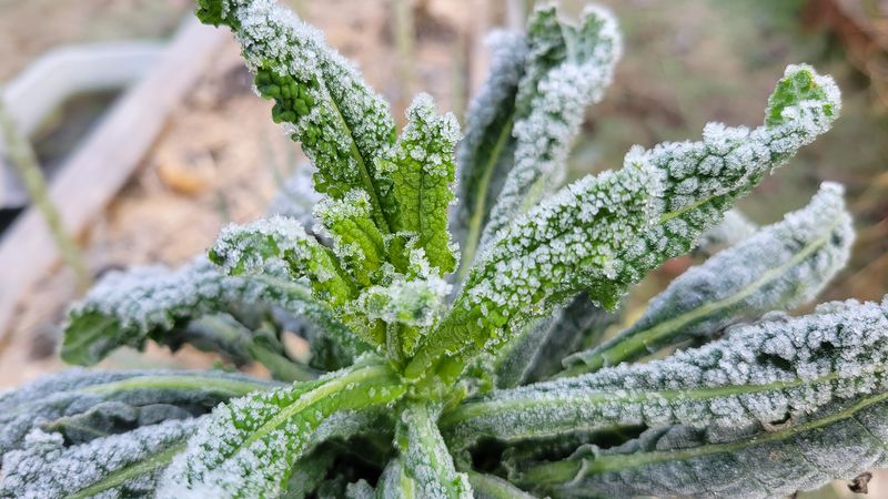 Kale Gets Sweeter After Frost
