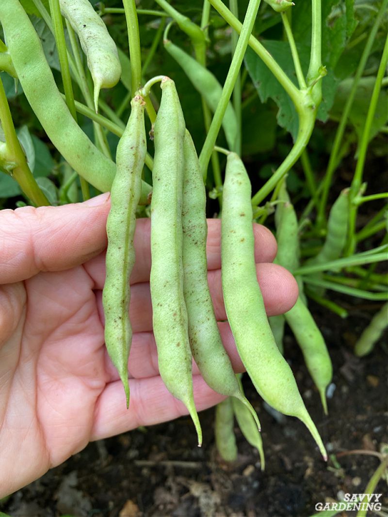 Beans Grow Best When Soil Warms In Late Spring