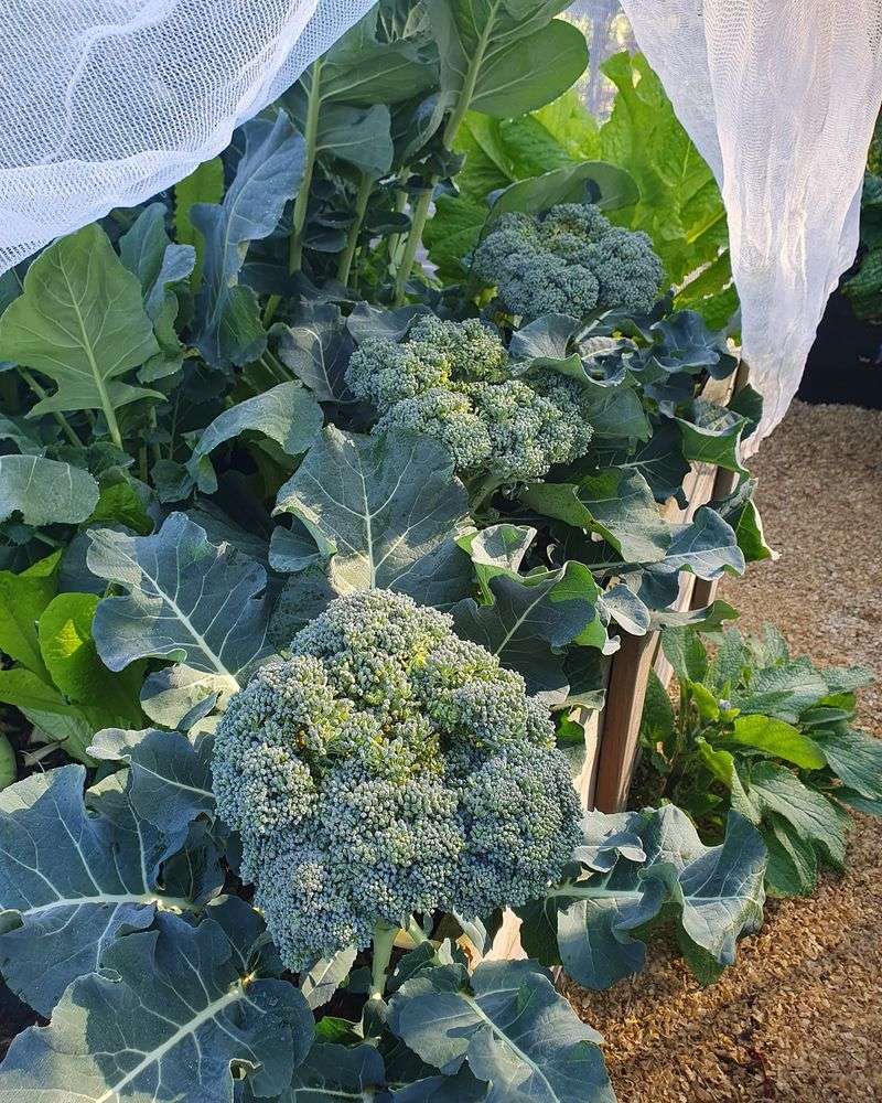 Broccoli