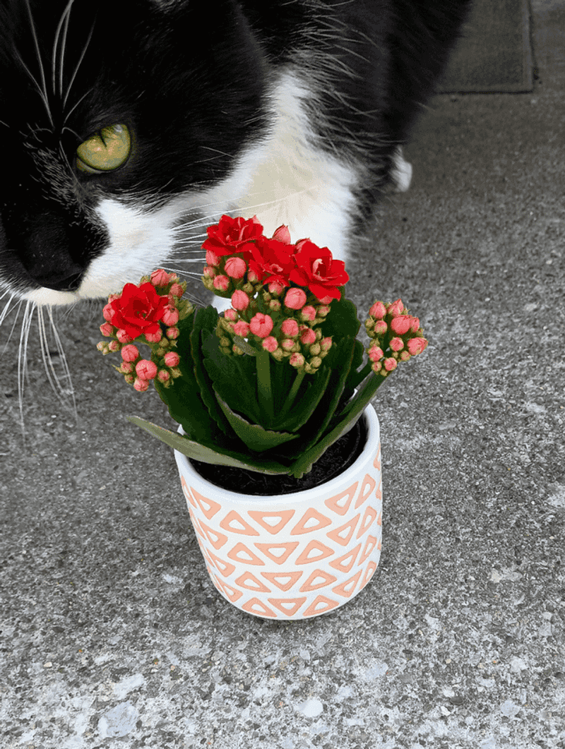Kalanchoe Brings Color And Hidden Danger