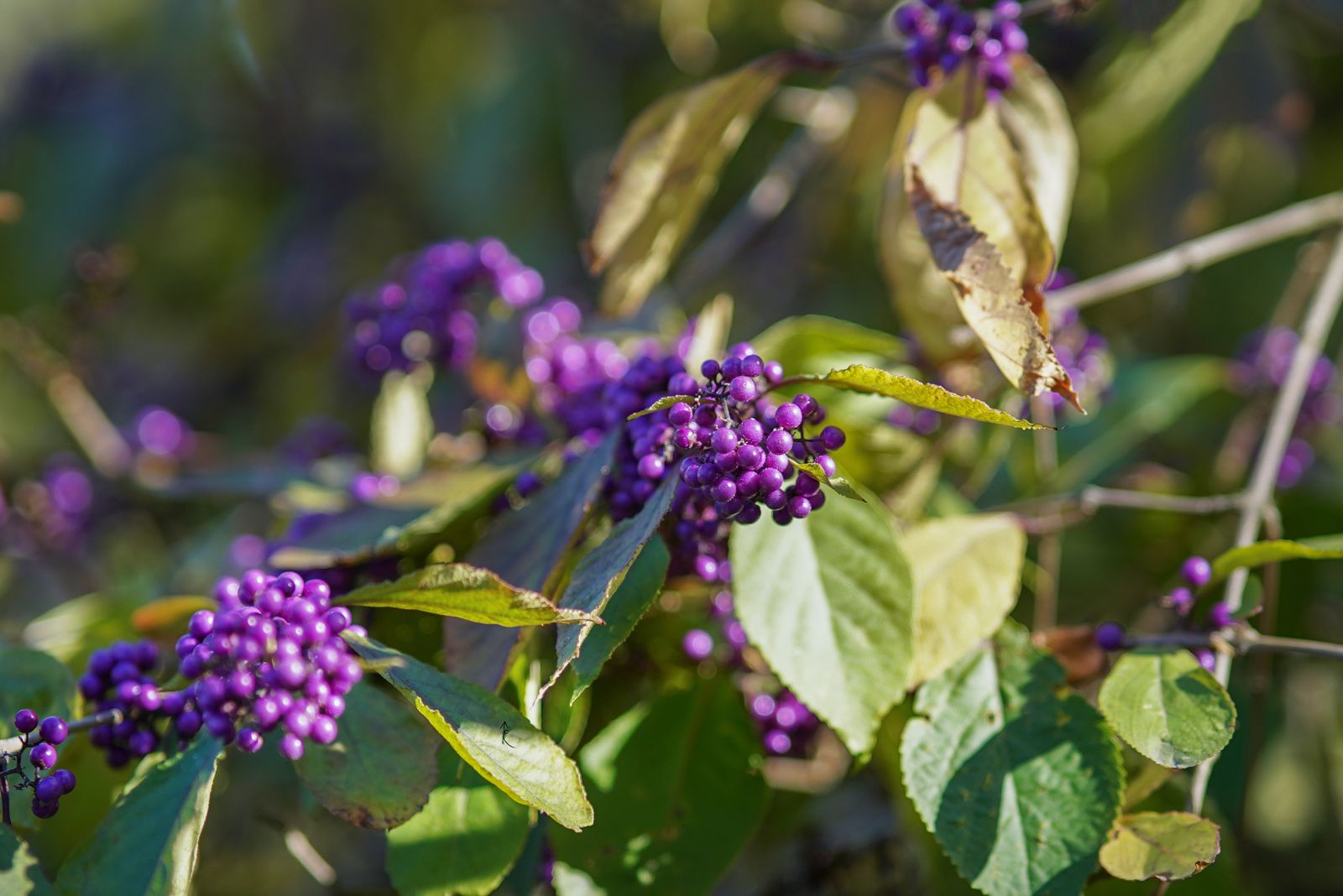 beautyberry