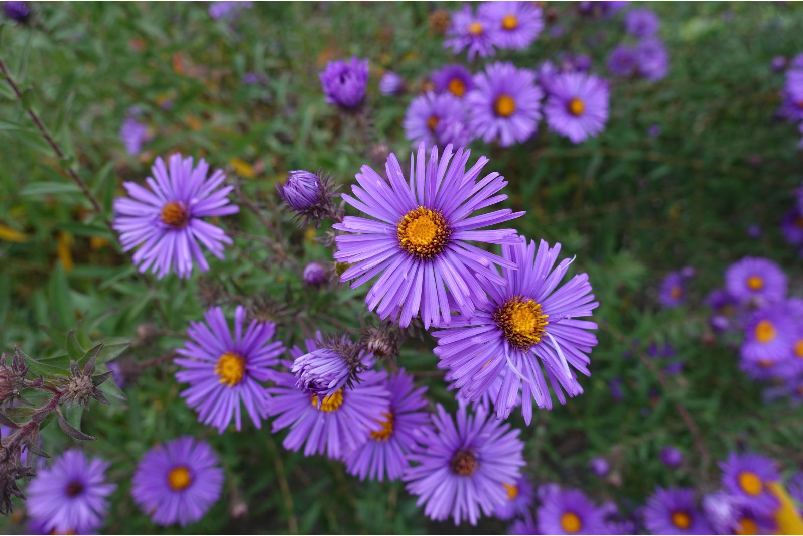 new england aster