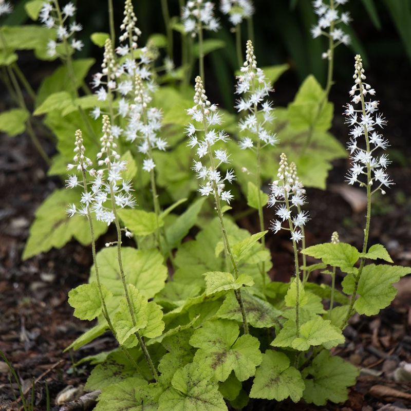 Foamflower Brightens Dark Spaces With Airy Blooms