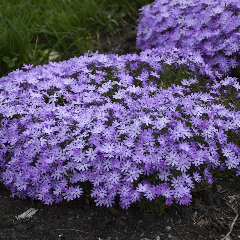 Creeping Phlox Delivers A Spring Color Explosion