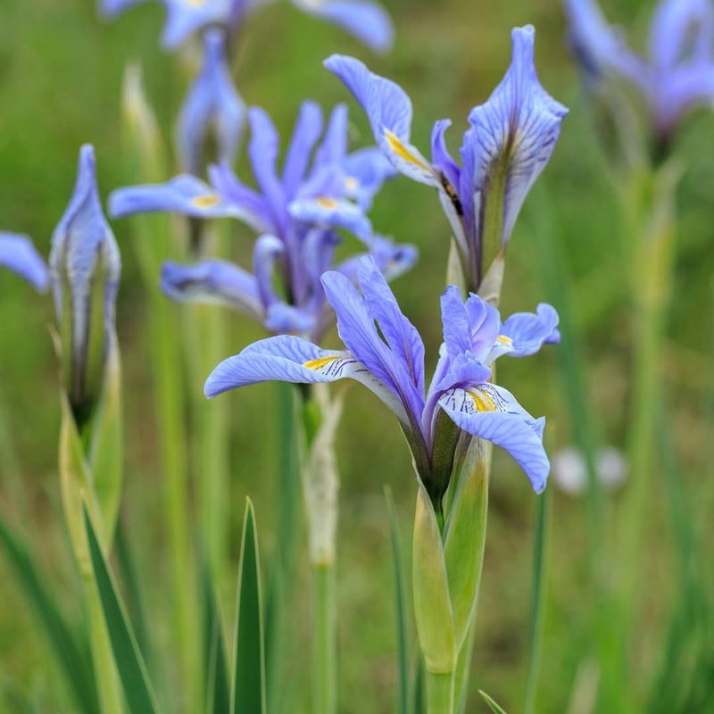 Blue Flag Iris