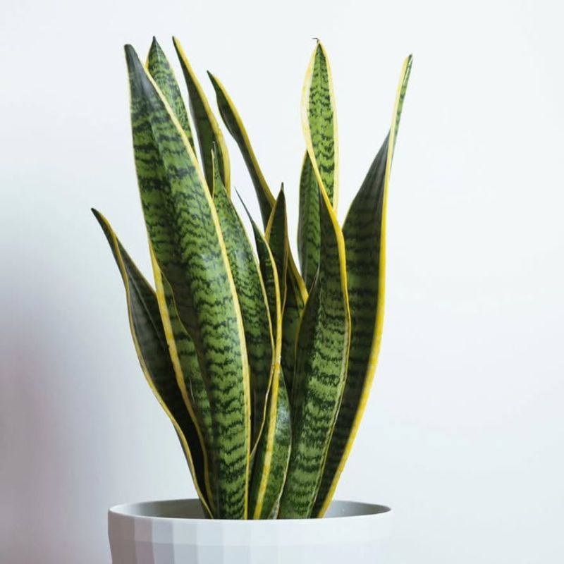 Snake Plant