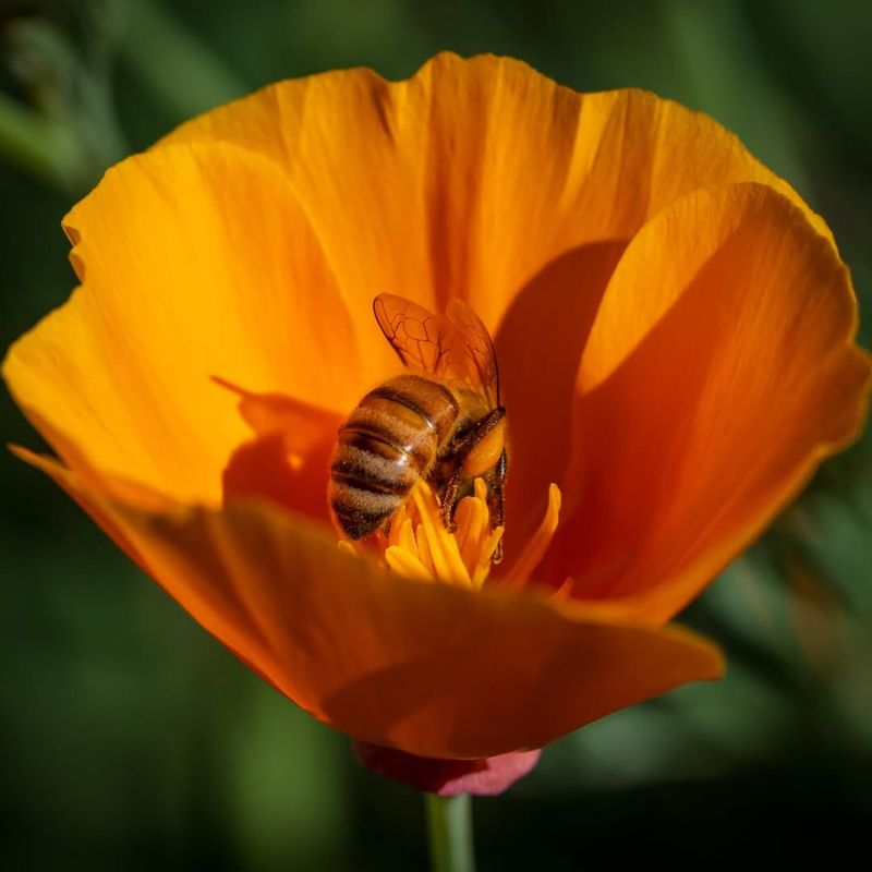 California Poppy