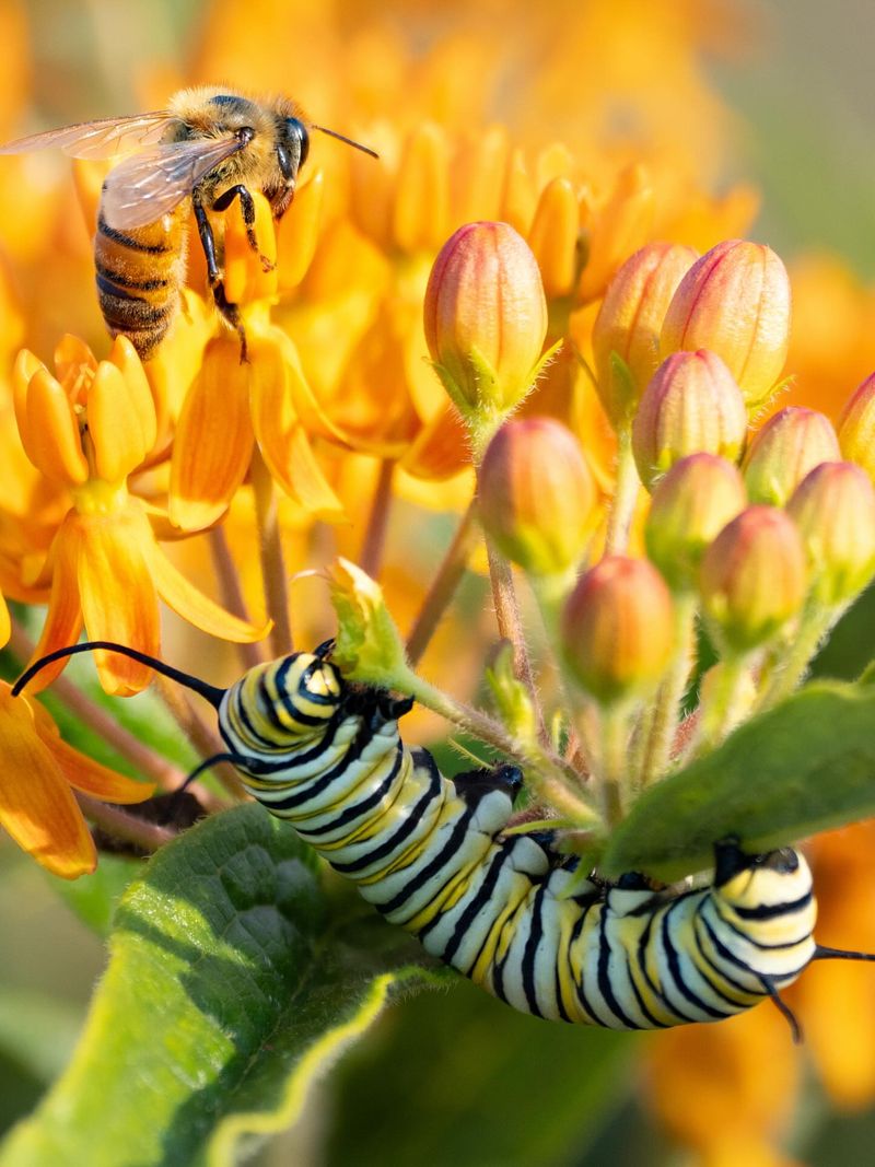 Butterfly Milkweed Feeds Monarchs And Native Bees