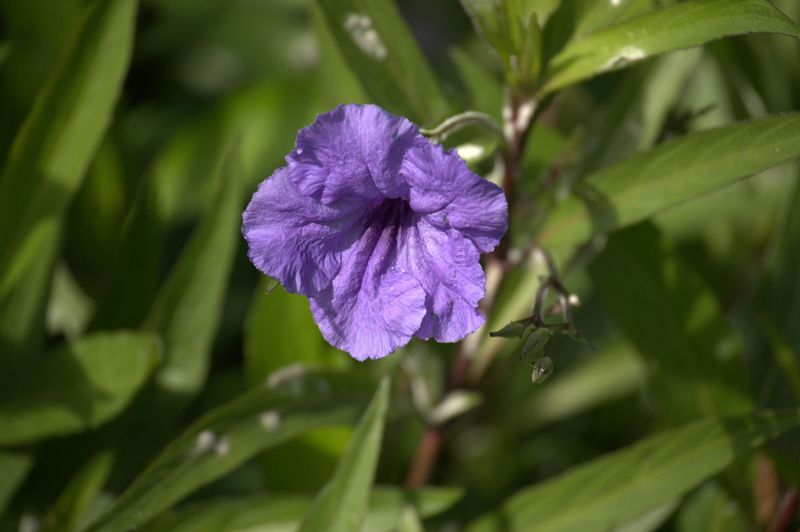 Desert Ruellia Wakes Up And Prepares New Blooms