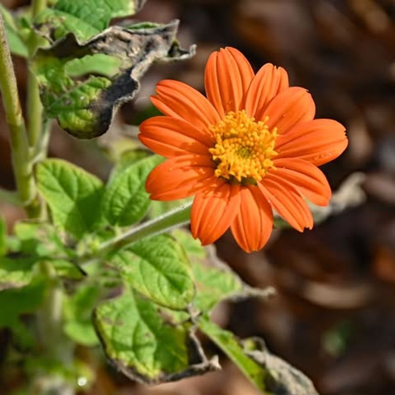 Mexican Sunflower Creates a Bold, Vibrant Statement