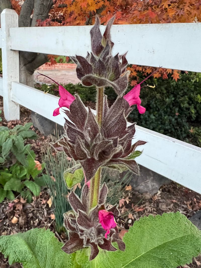 Hummingbird Sage (Salvia spathacea)